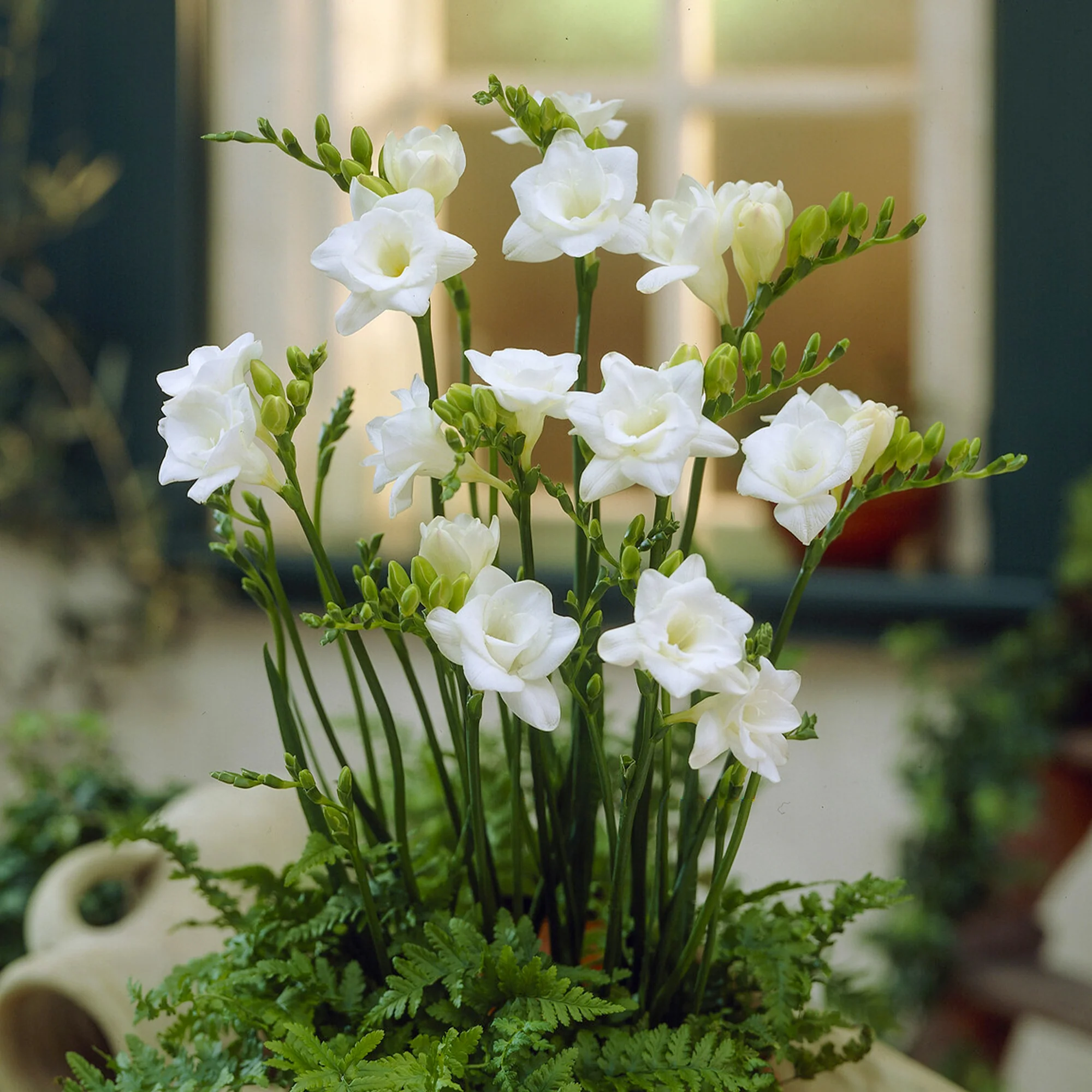 Miniatuur 2