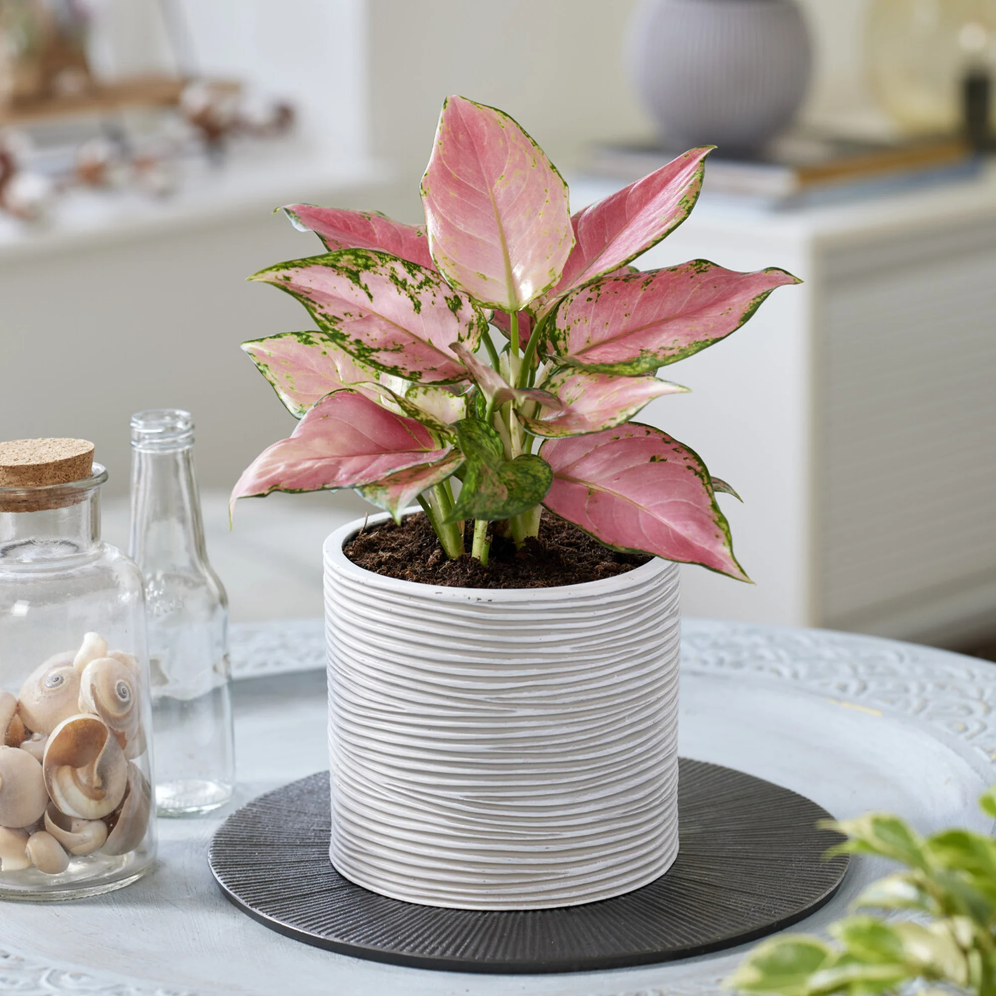 Miniatuur 1