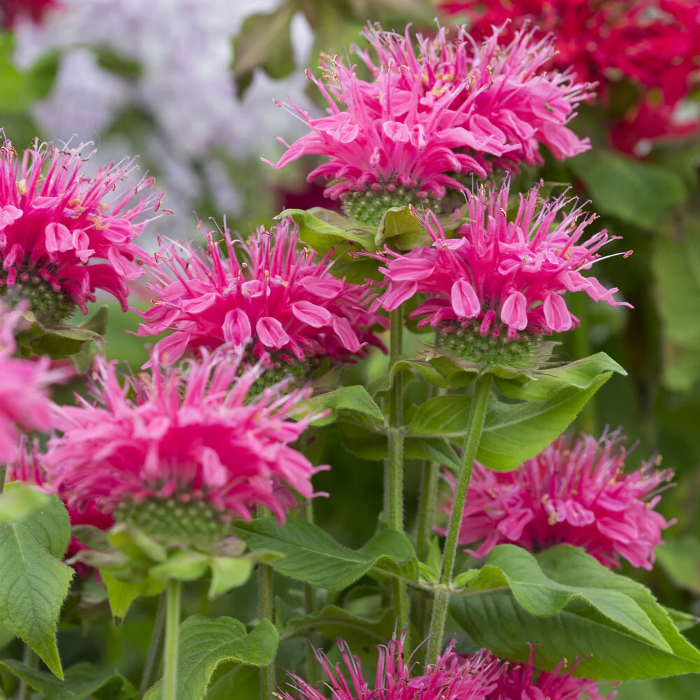 Productafbeelding 1