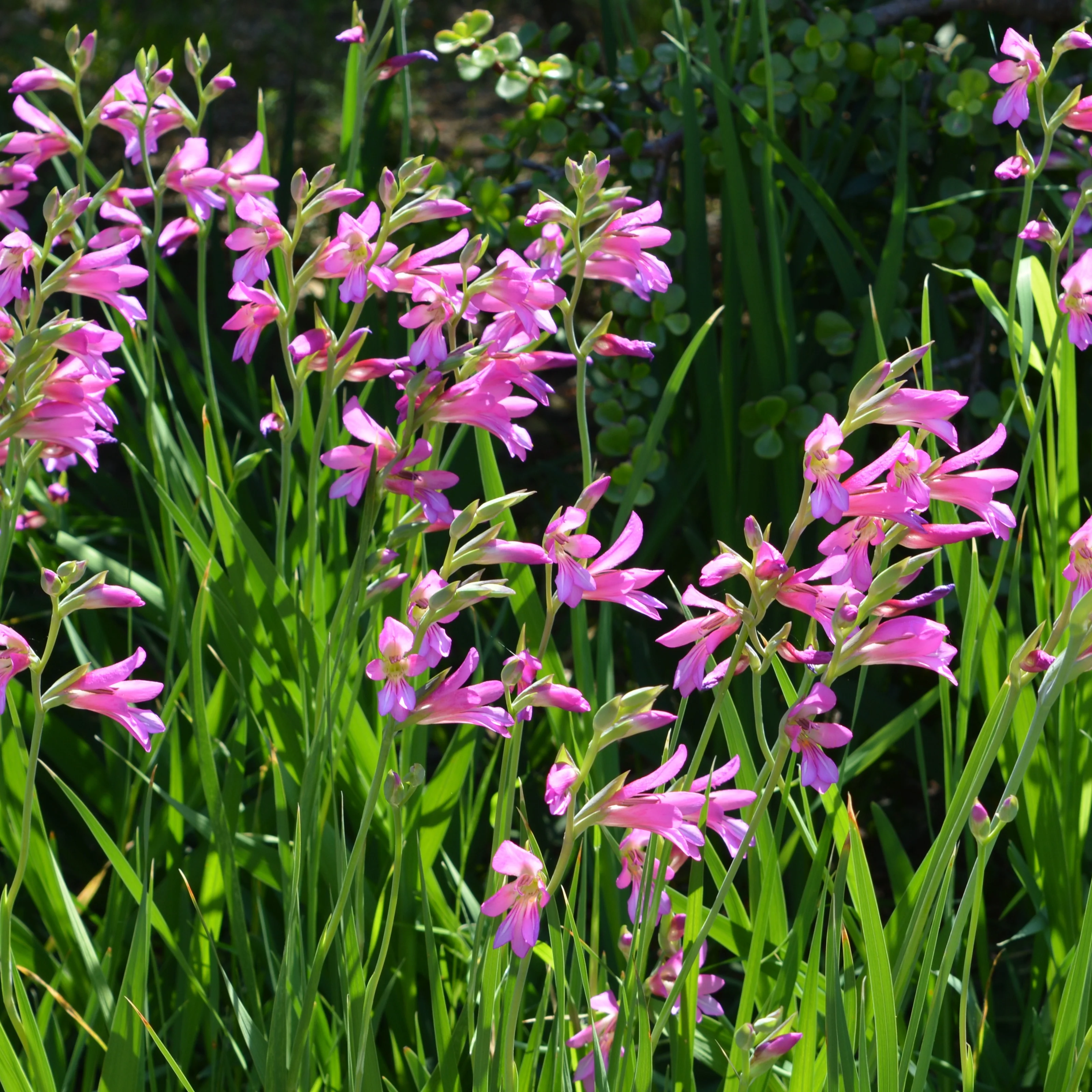 Productafbeelding 2