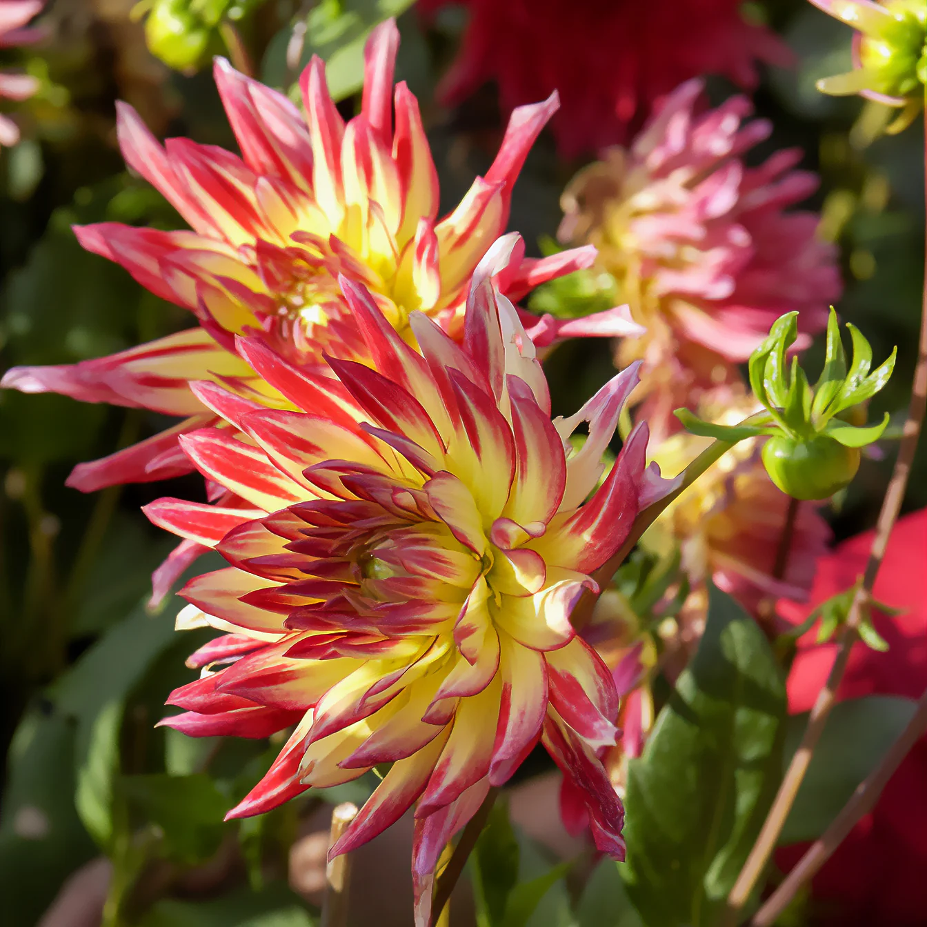 Miniatuur 1