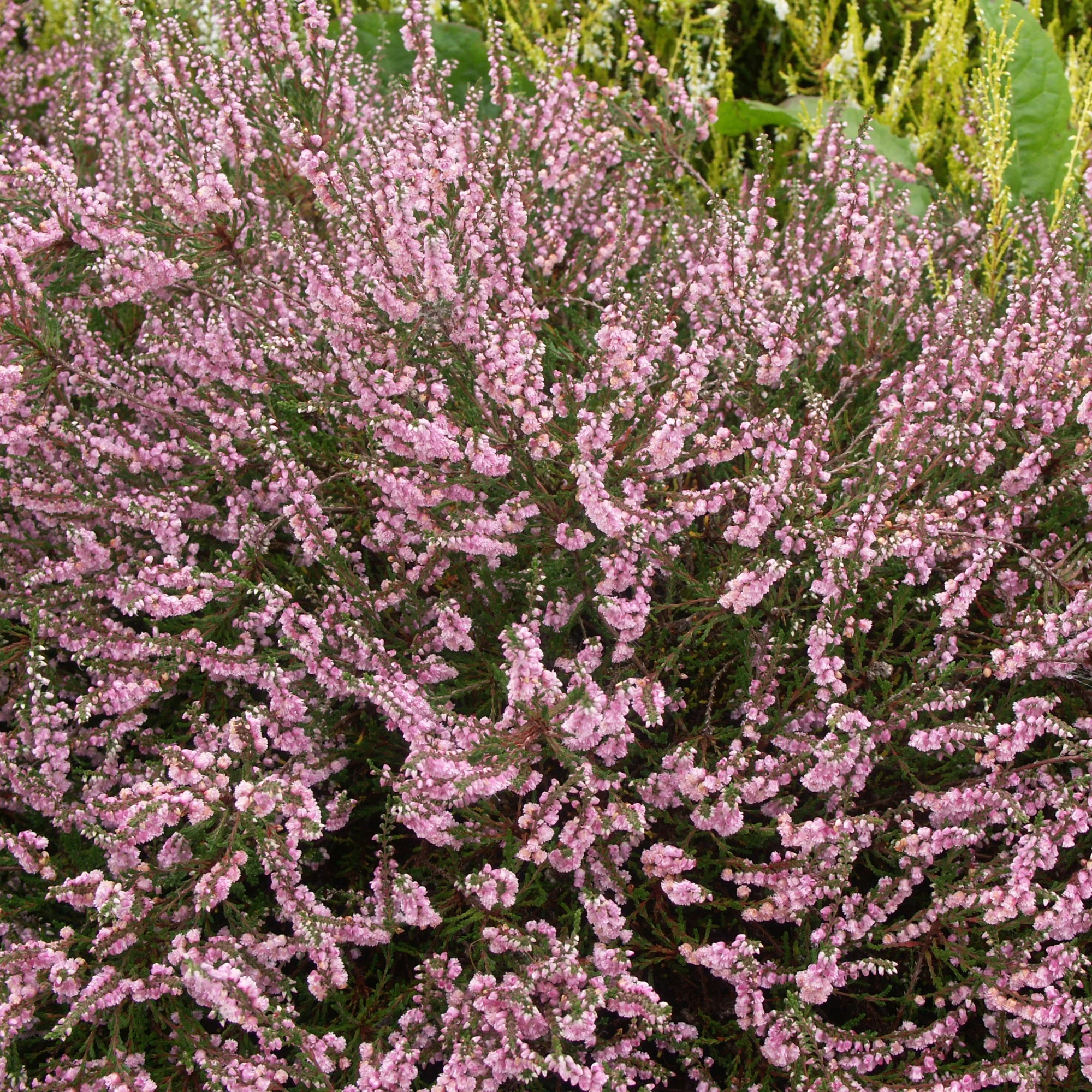 Miniatuur 2