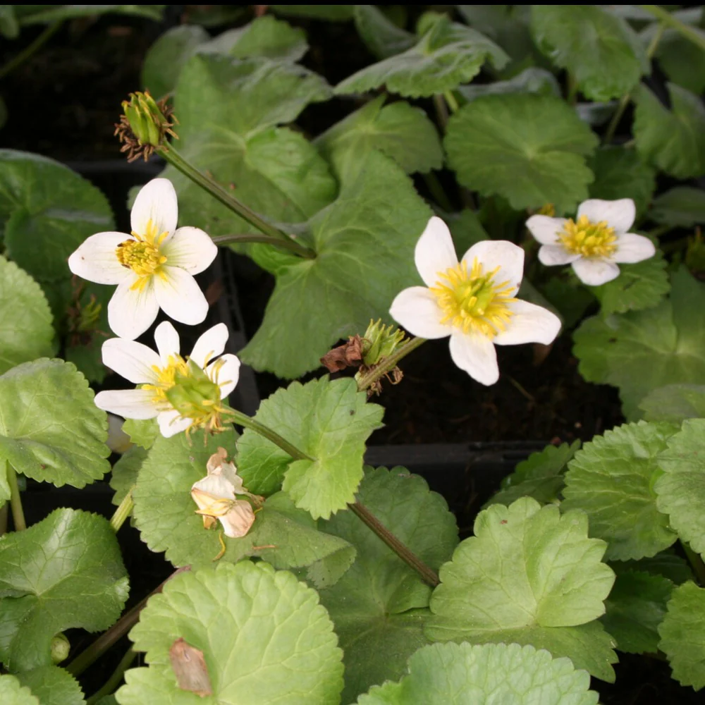 Miniatuur 1