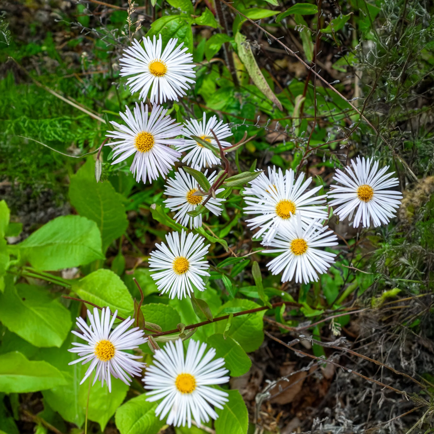 Miniatuur 1