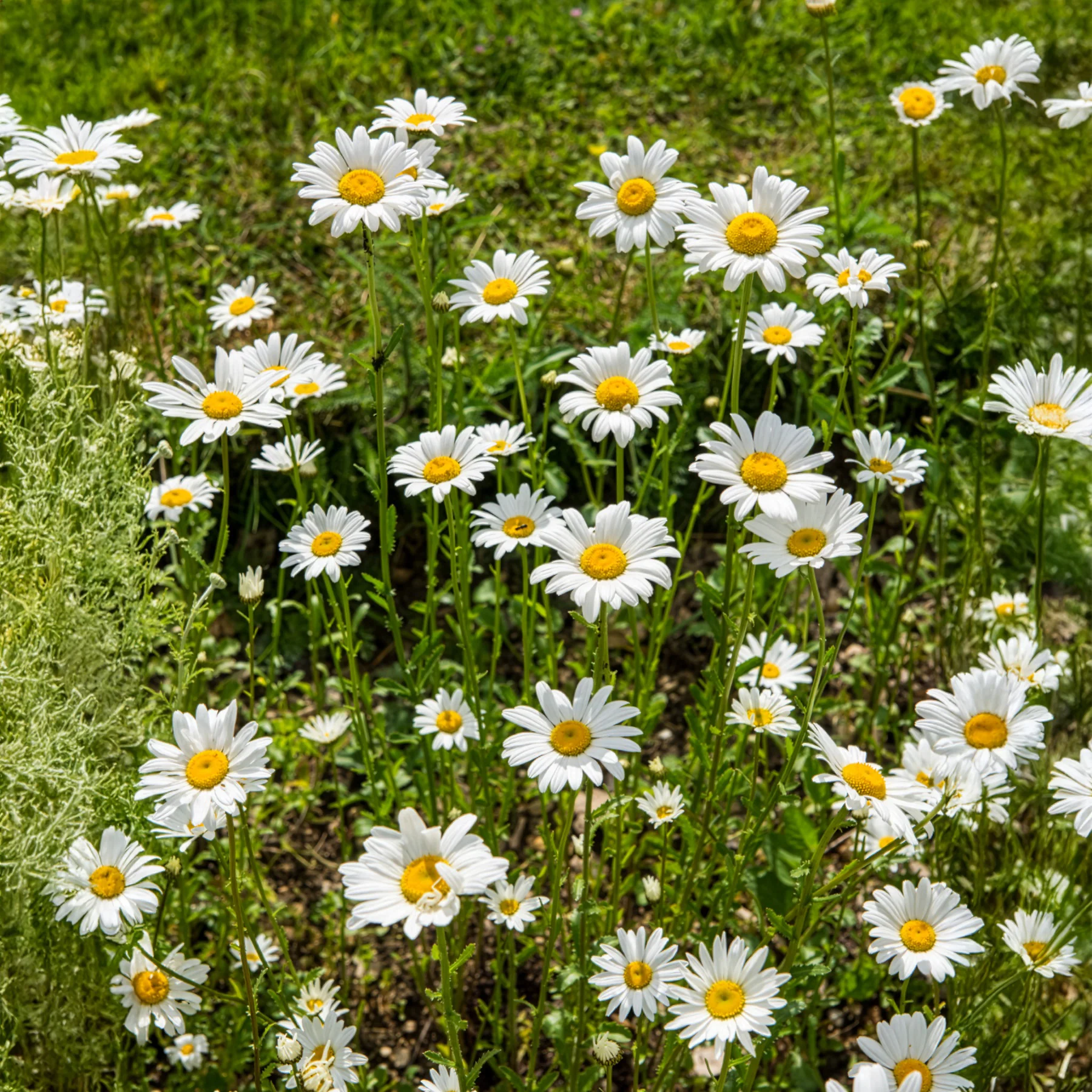 Miniatuur 1