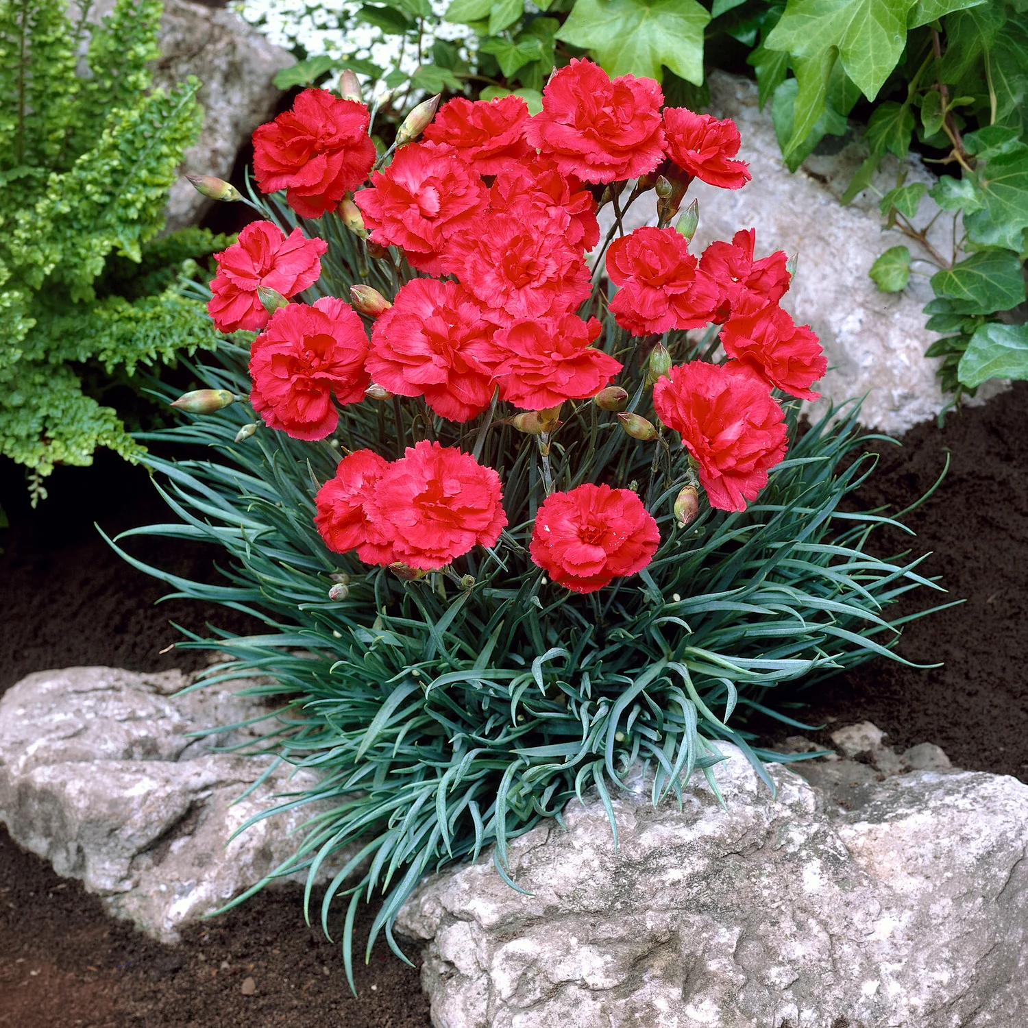 Miniatuur 1