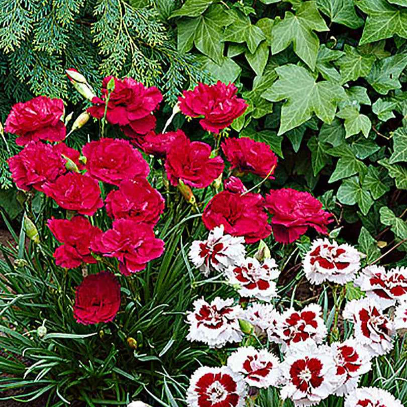 Miniatuur 2