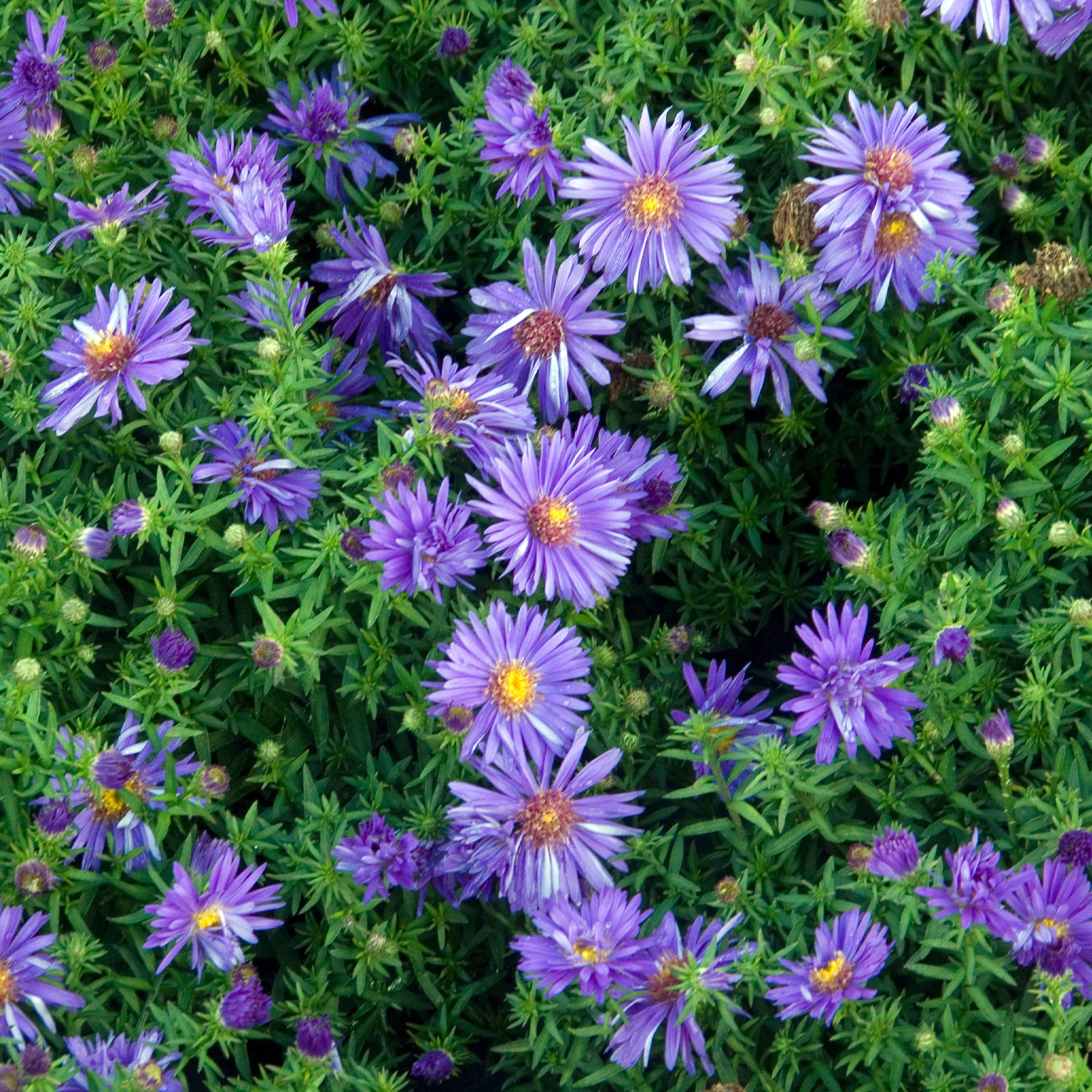 Miniatuur 2