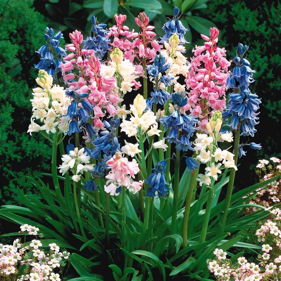 Miniatuur 2
