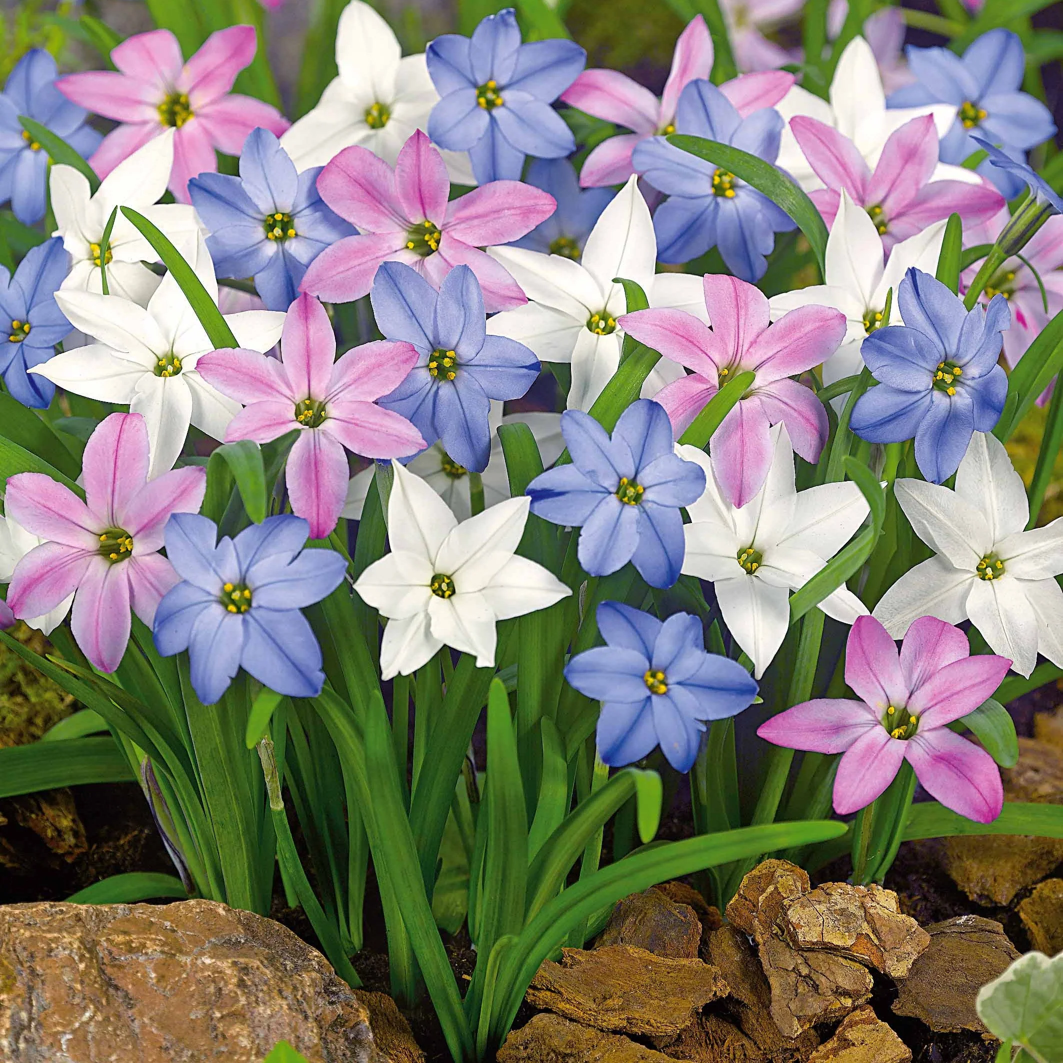 Miniatuur 1