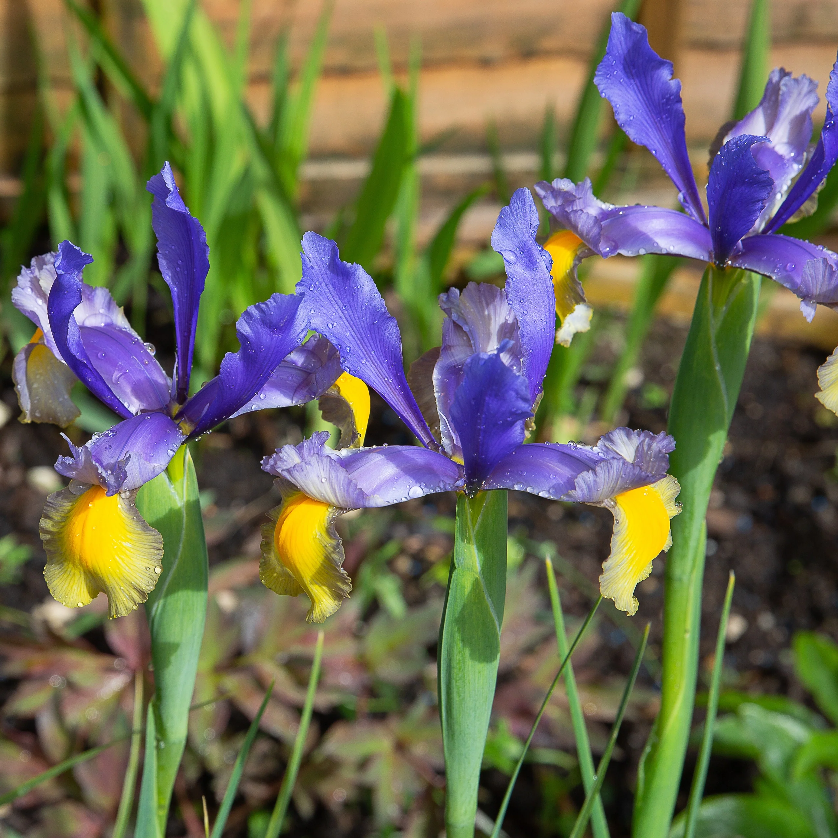 Miniatuur 1