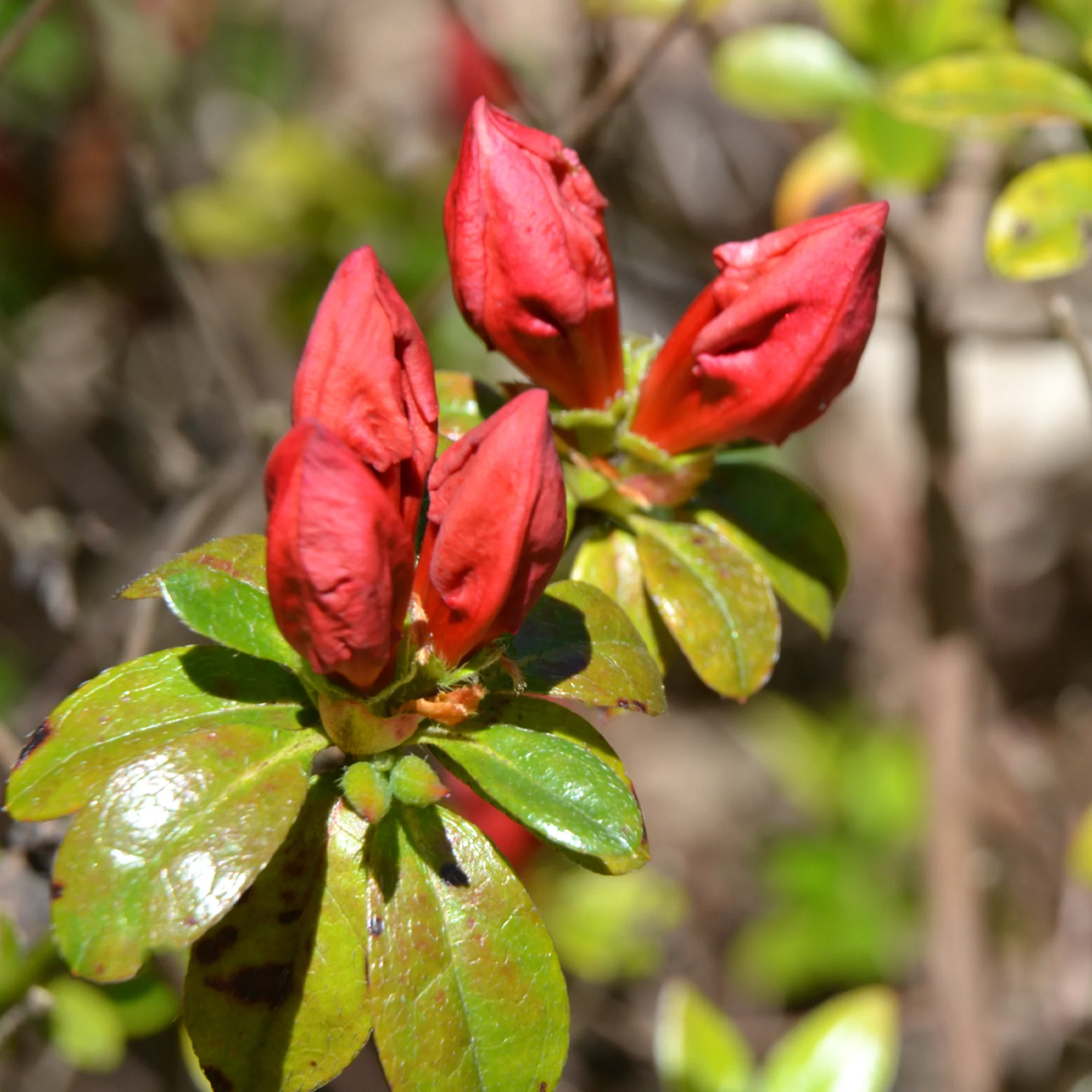 Miniatuur 2