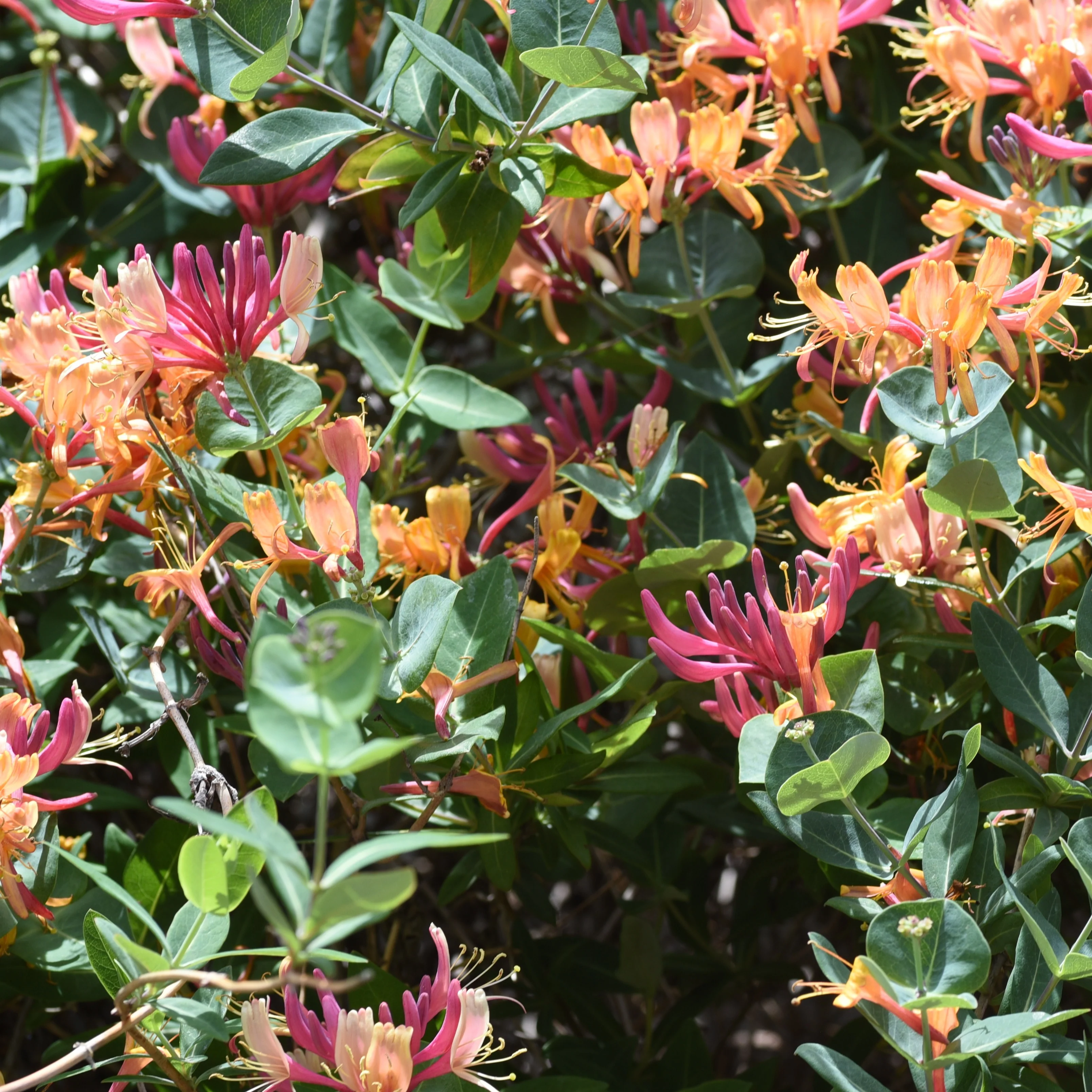 Productafbeelding 1