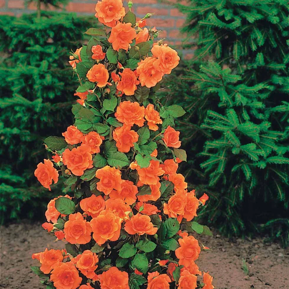 Miniatuur 2