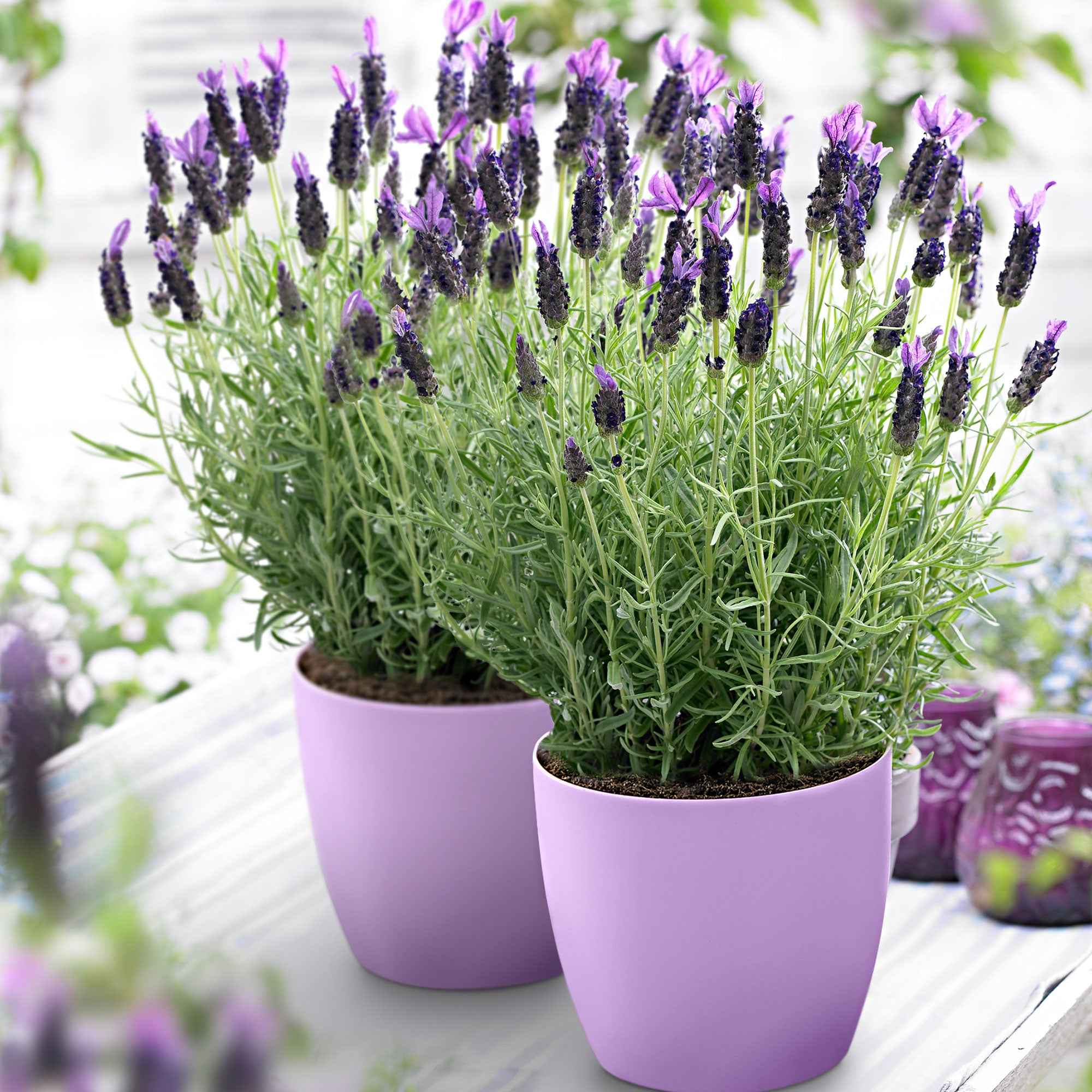 Miniatuur 1