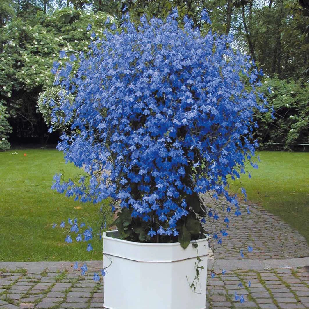 Miniatuur 2