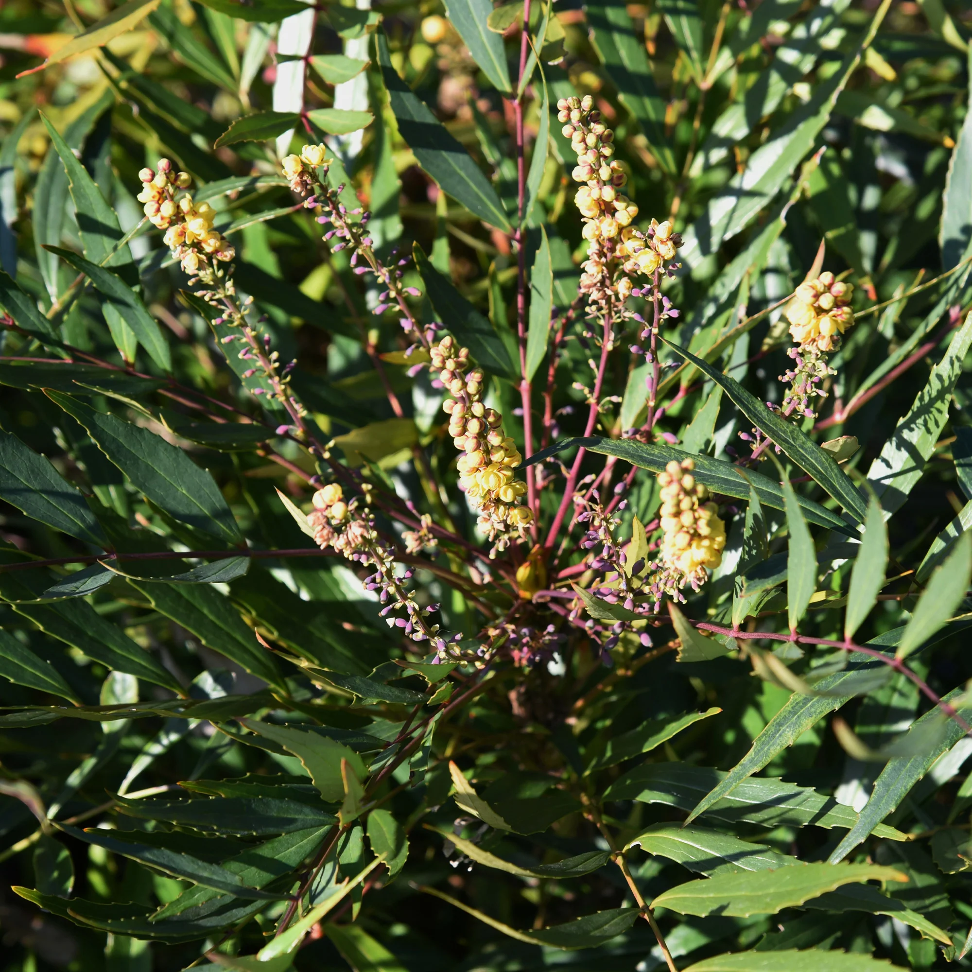 Miniatuur 2