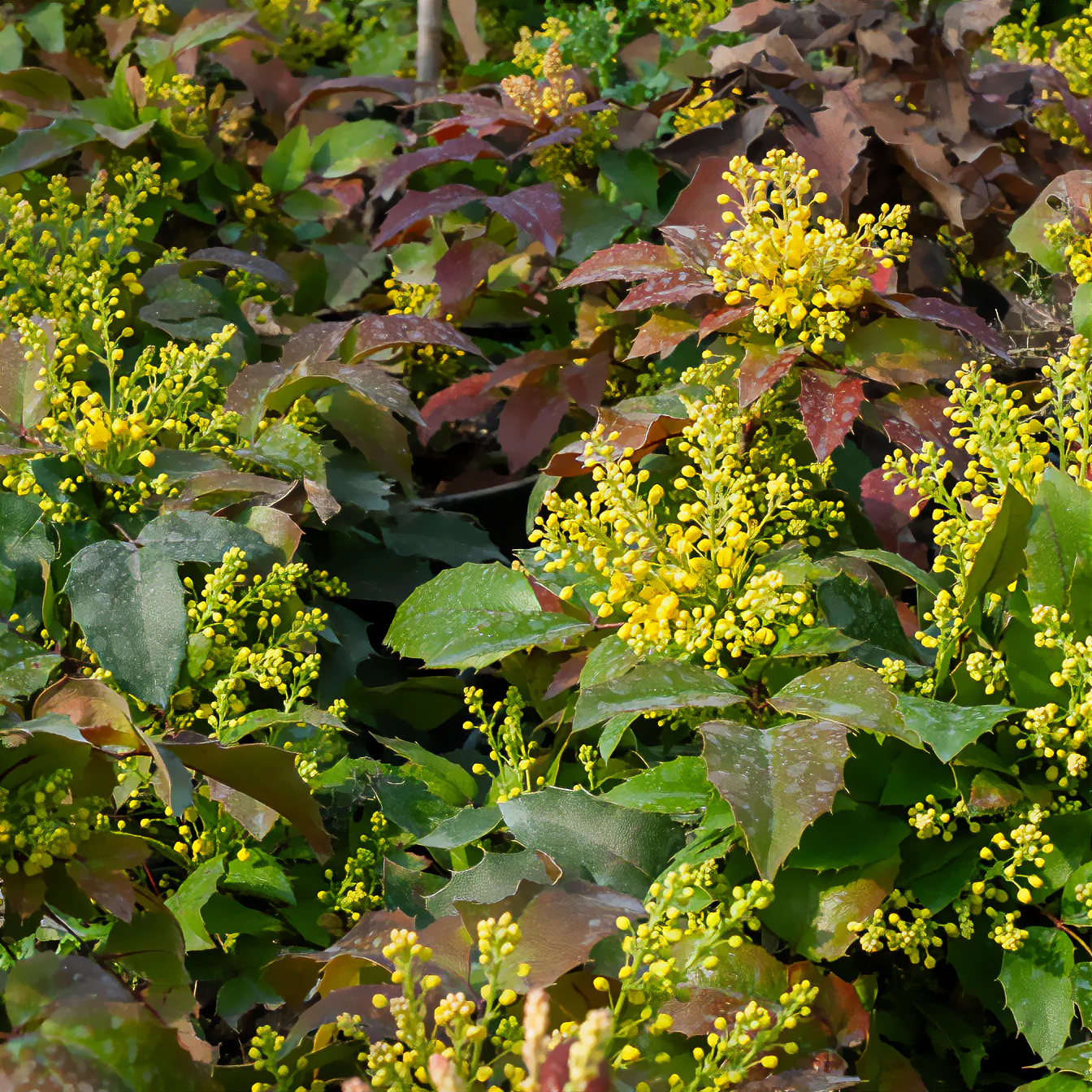 Miniatuur 1