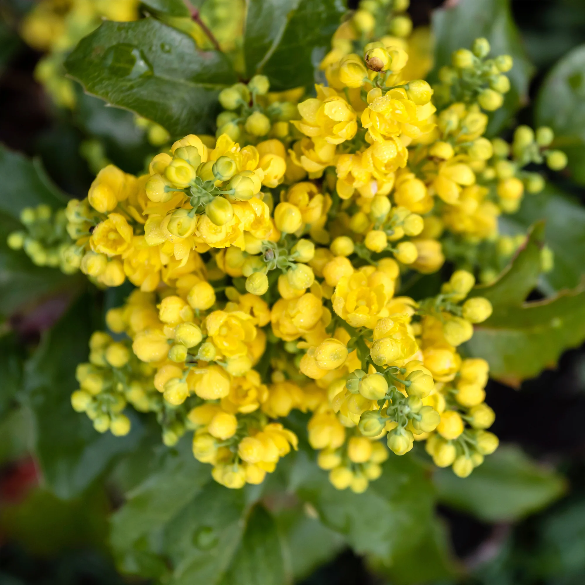 Miniatuur 2