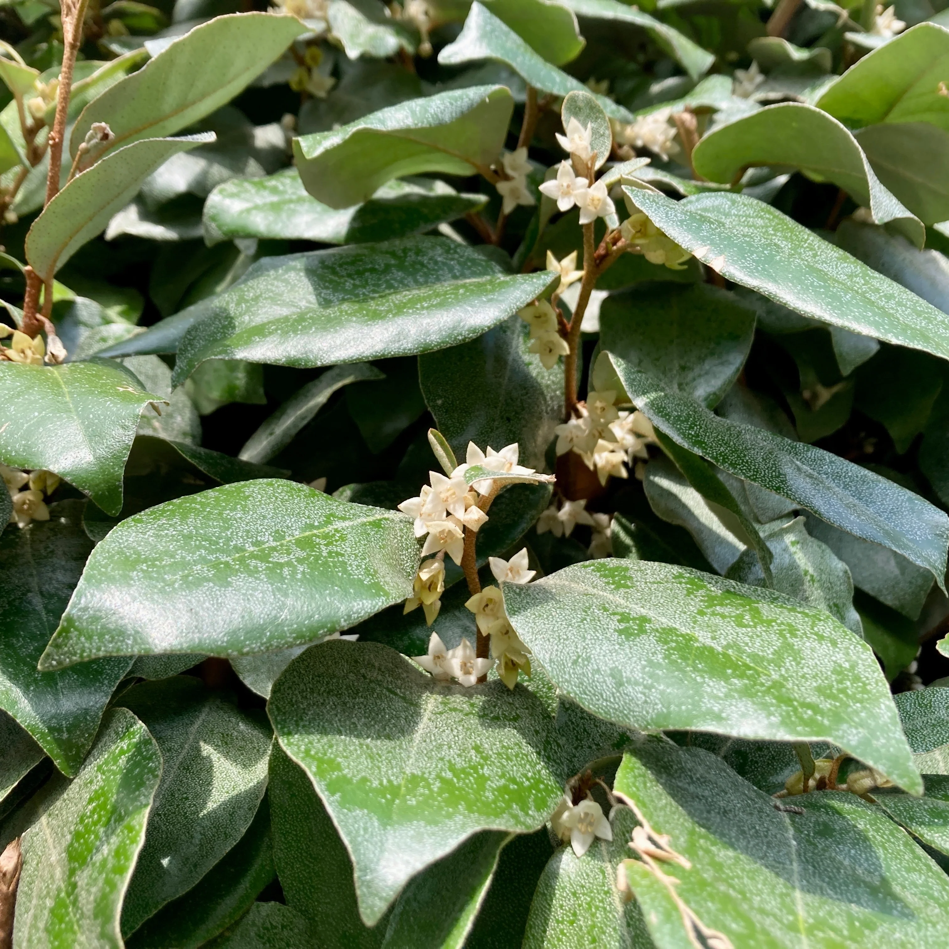 Miniatuur 2