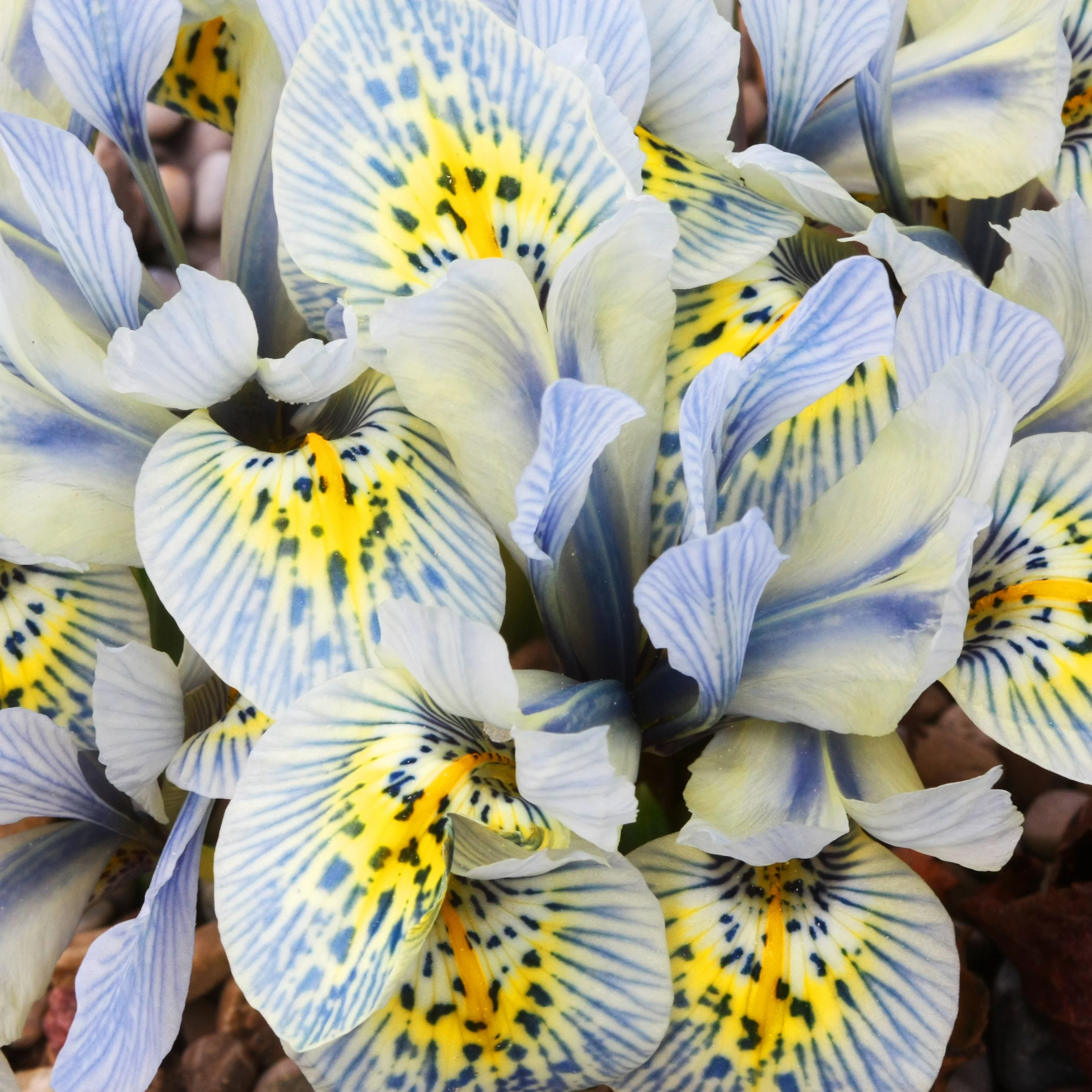 Miniatuur 1