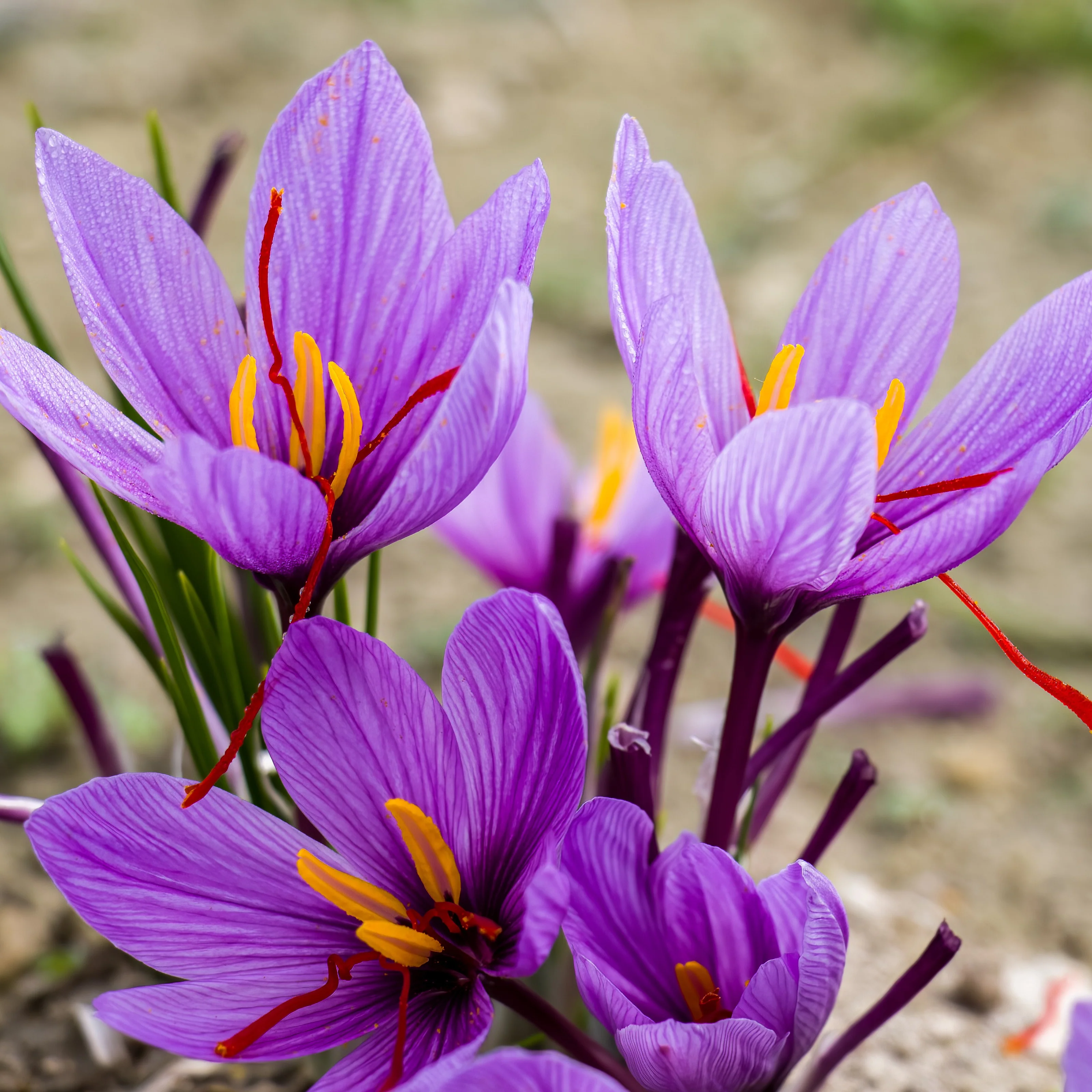 Miniatuur 2