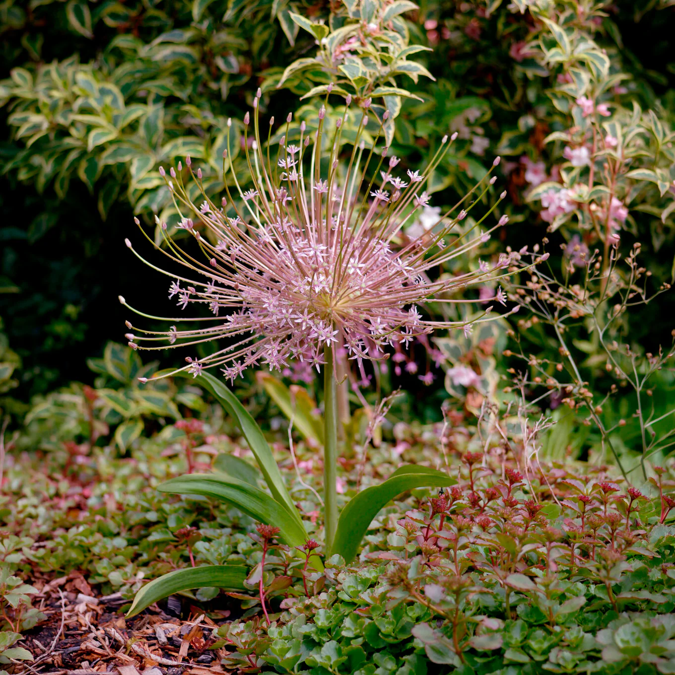 Miniatuur 1