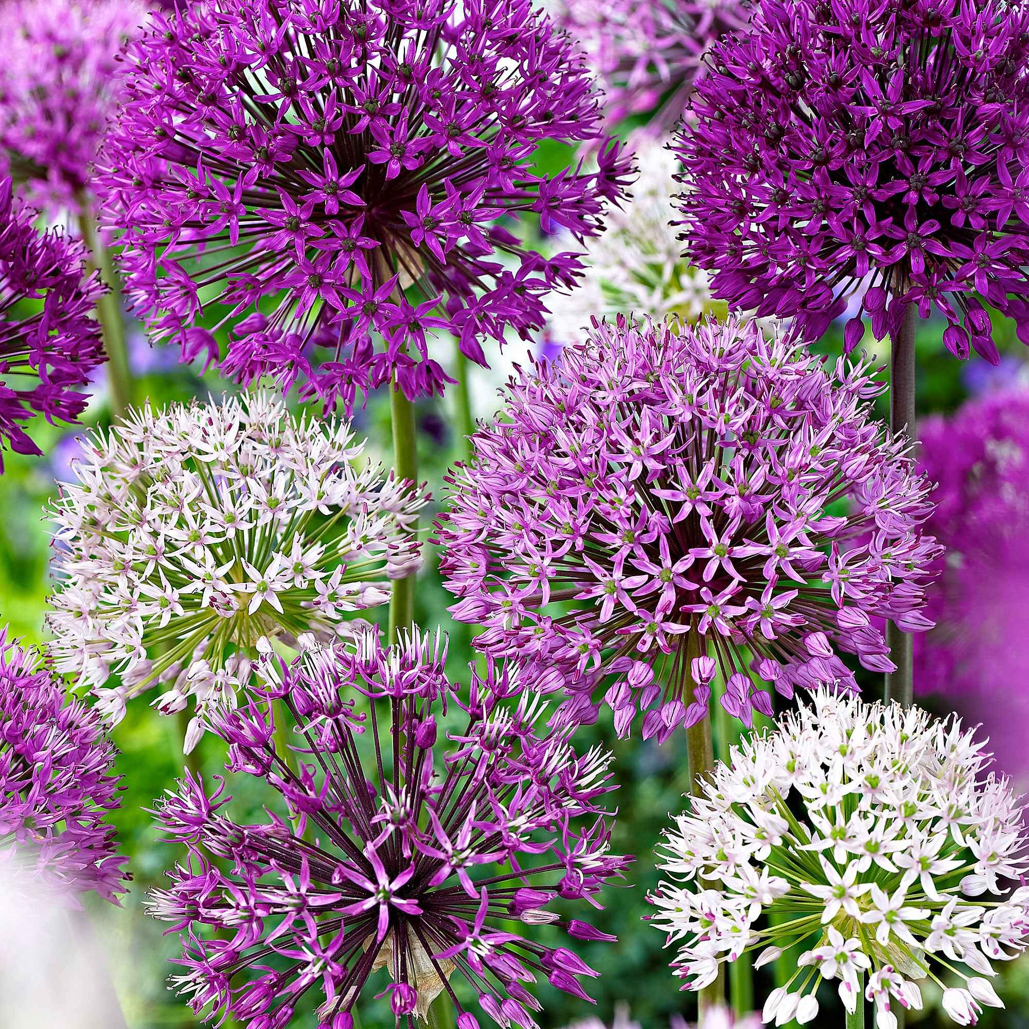 Miniatuur 2