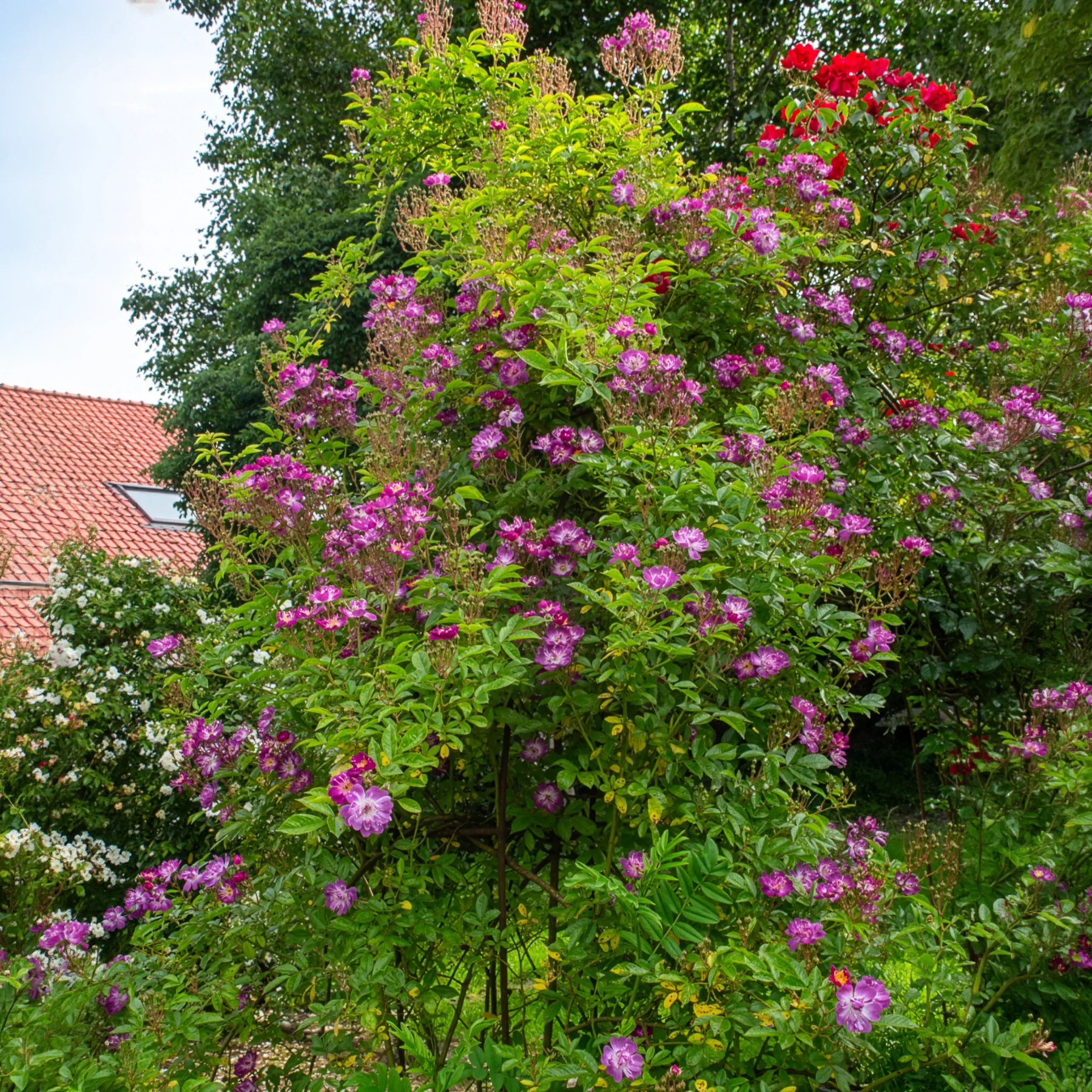 Miniatuur 1