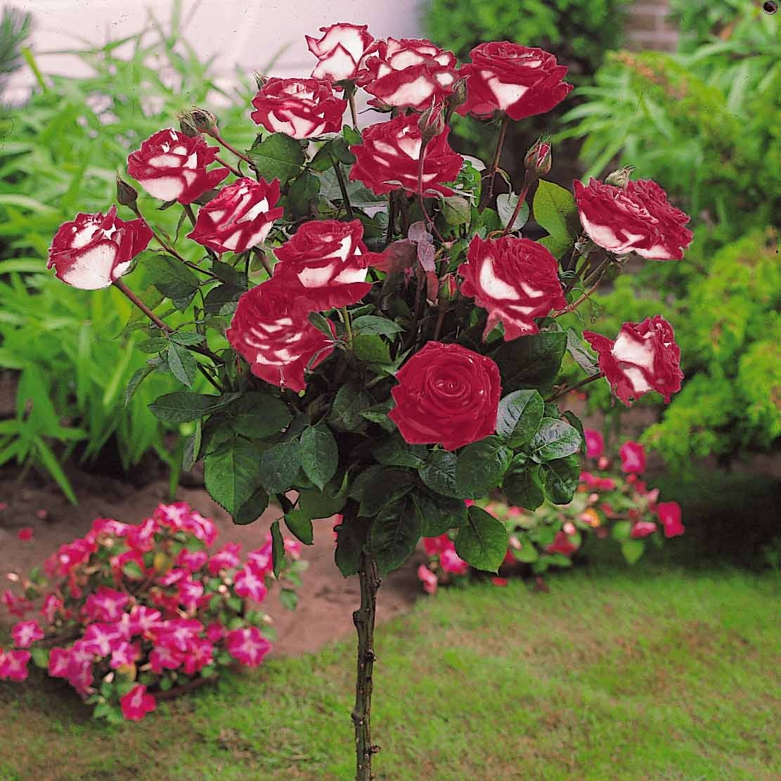 Miniatuur 2