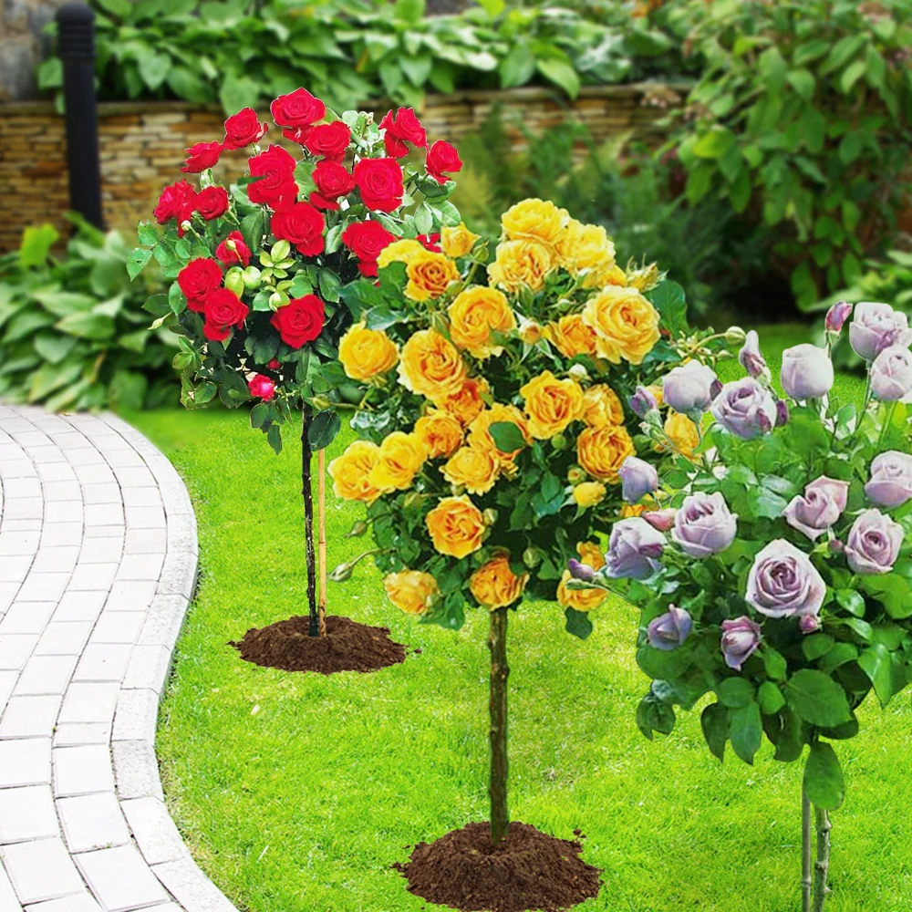 Miniatuur 2