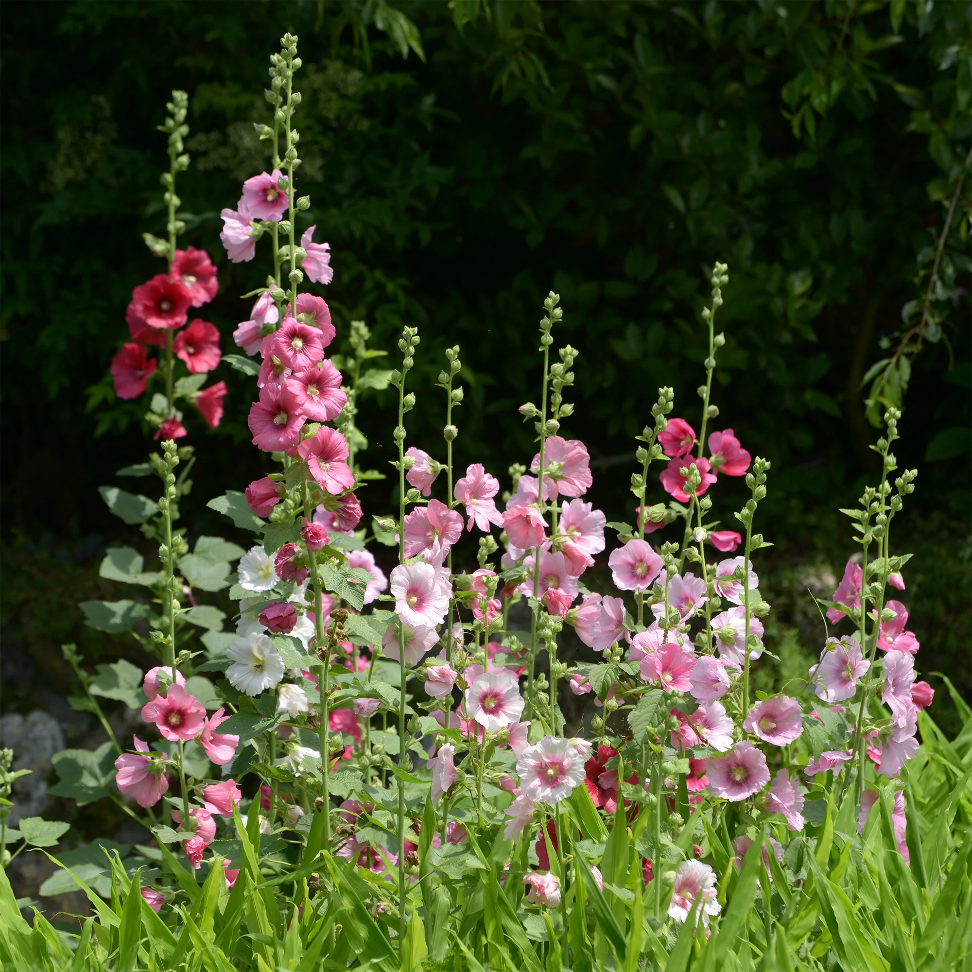 Miniatuur 2