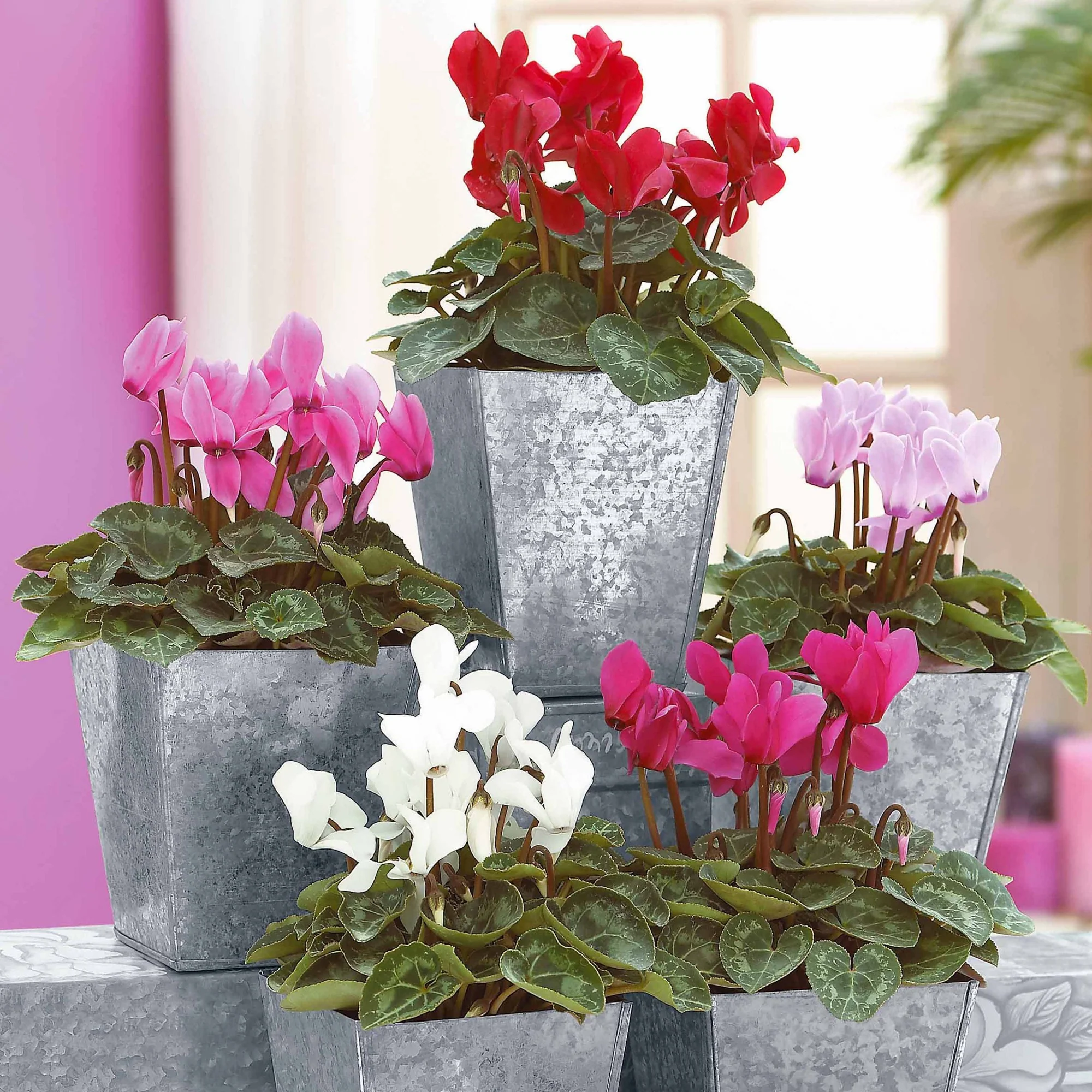 Miniatuur 1