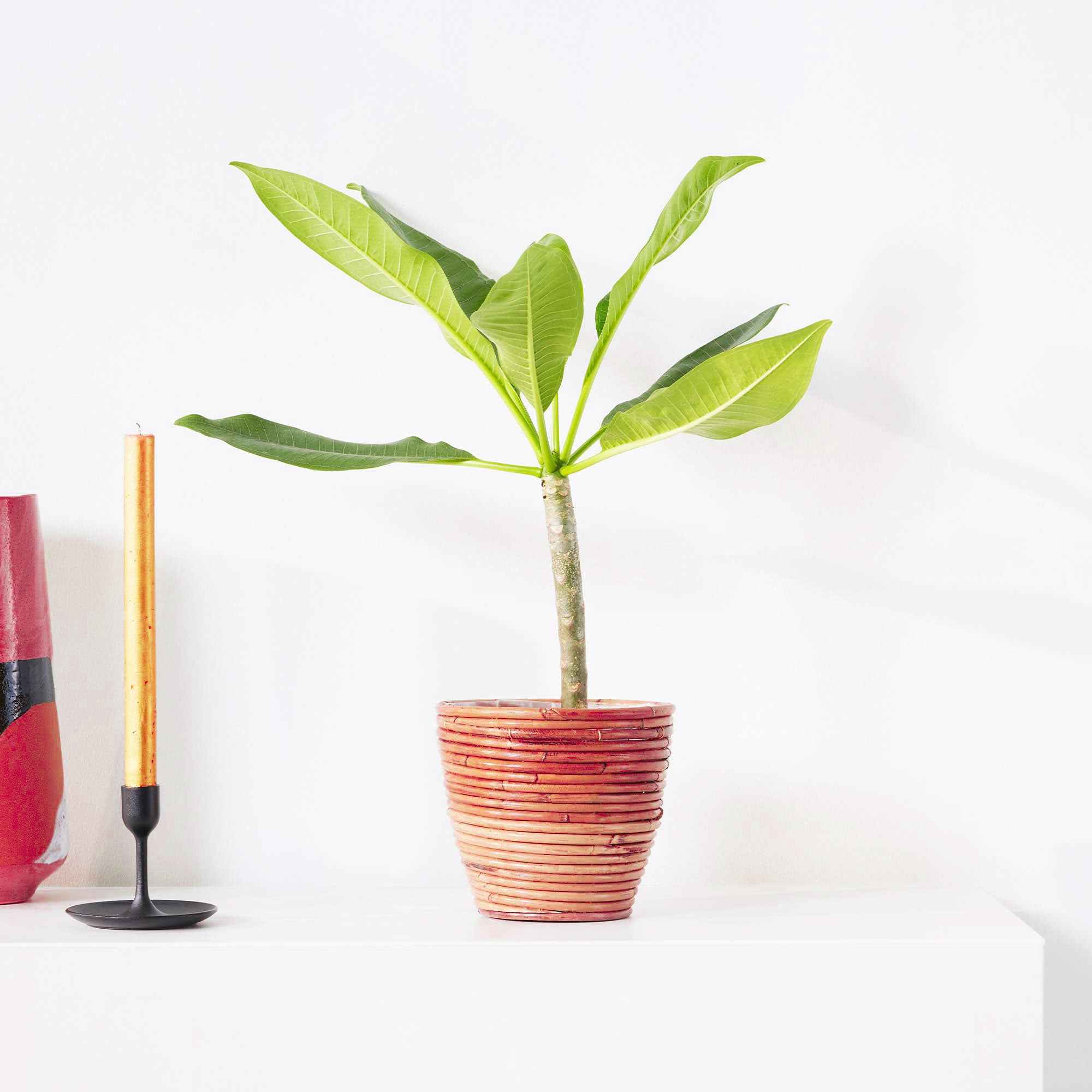 Miniatuur 1