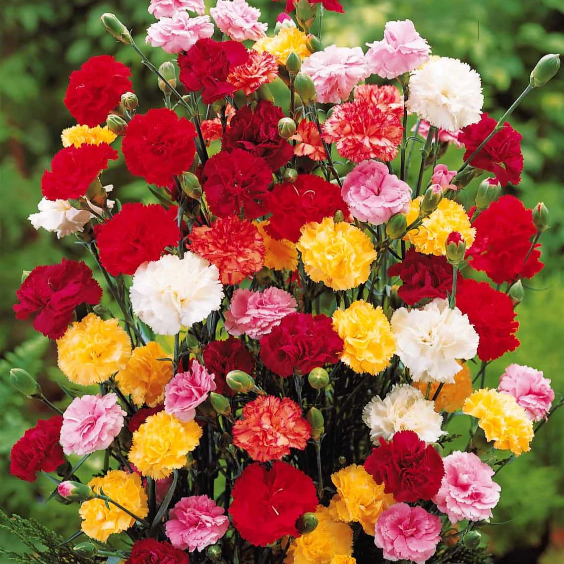 Miniatuur 1