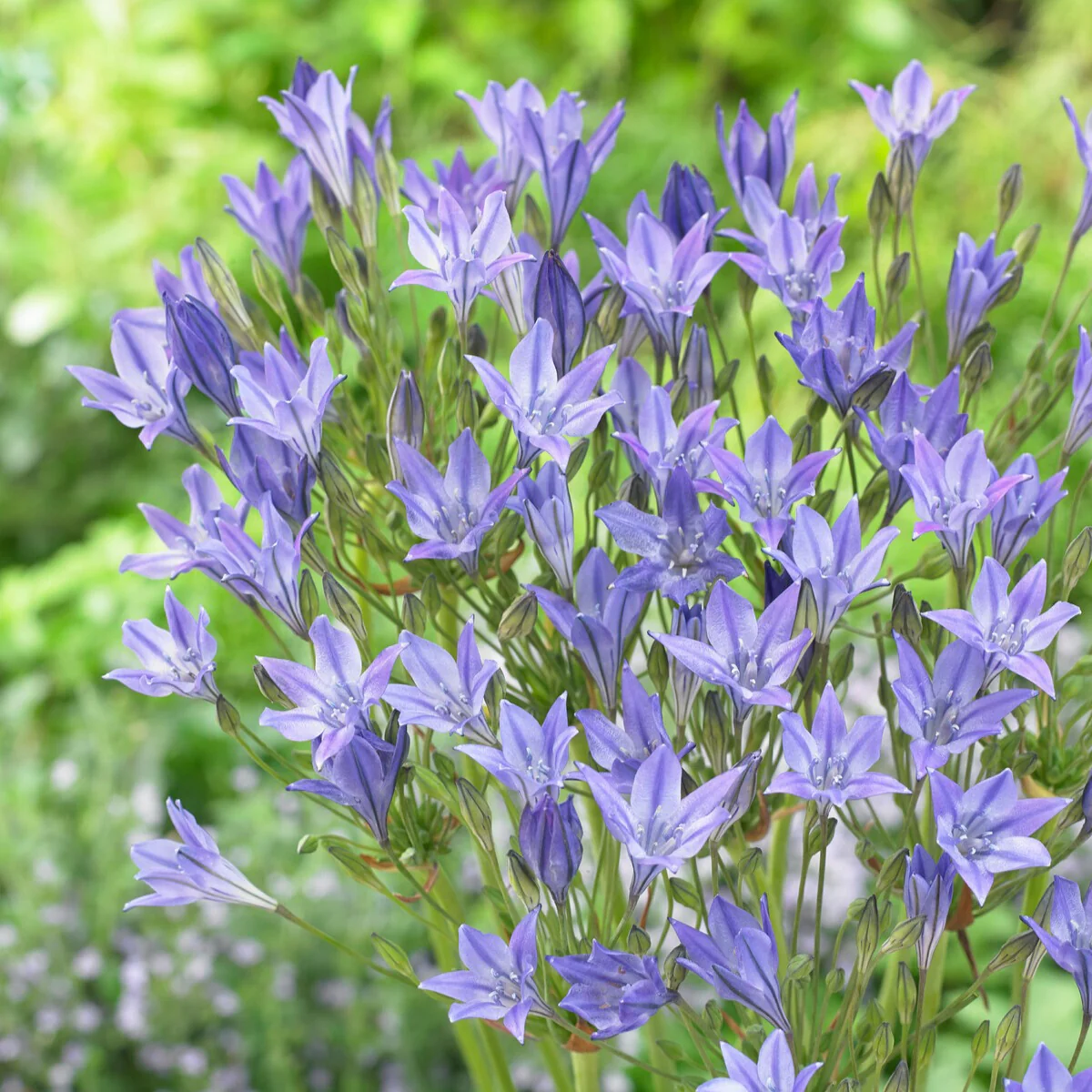 Productafbeelding 3