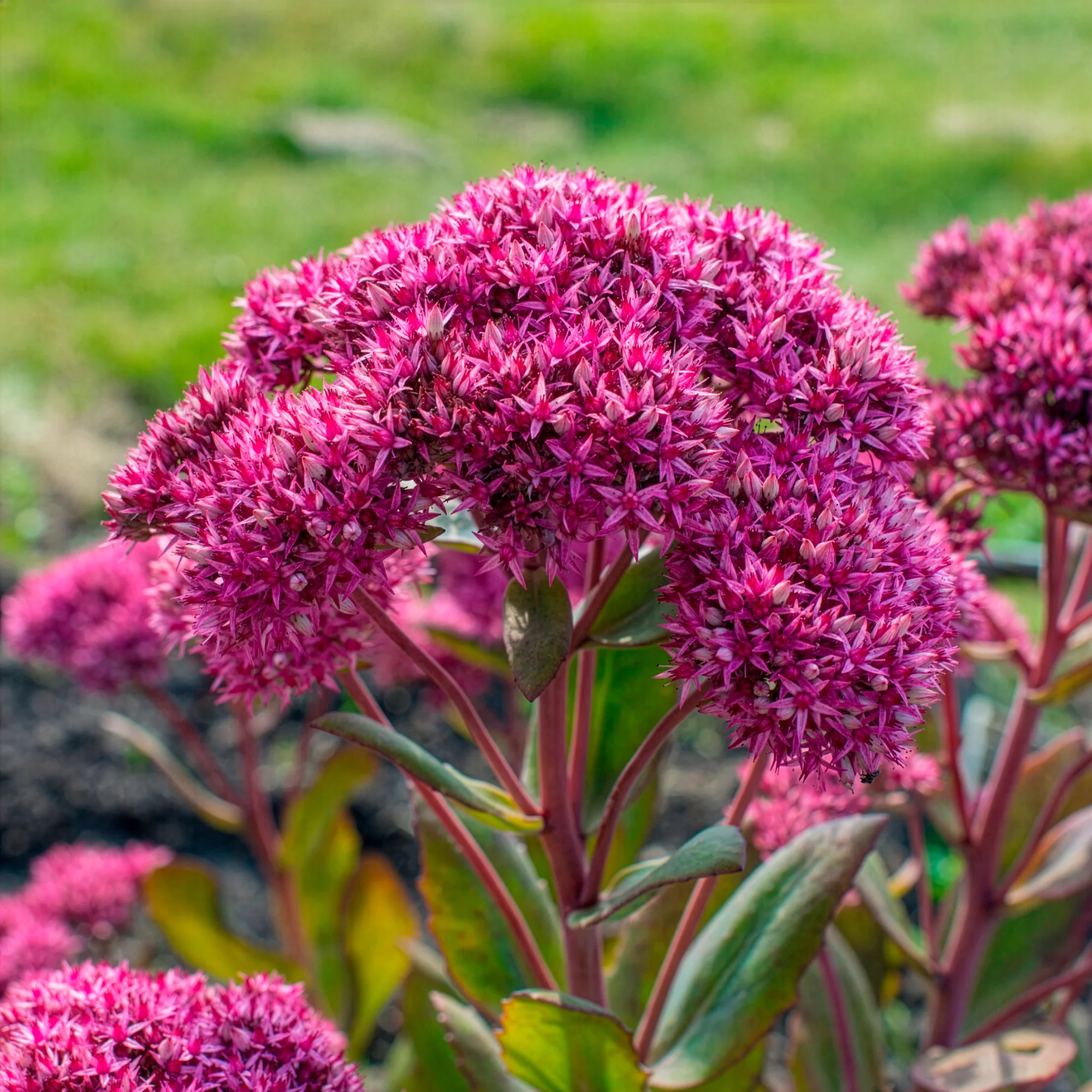 Productafbeelding 4