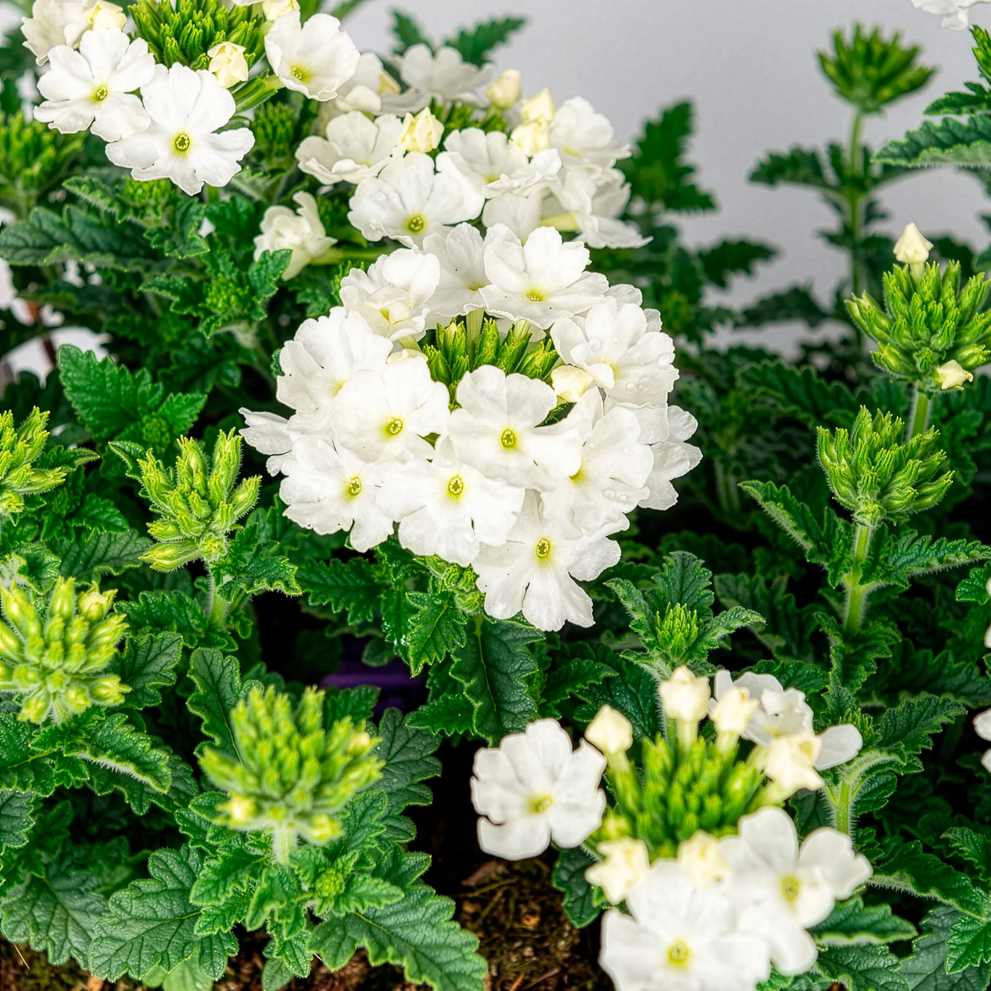Miniatuur 2
