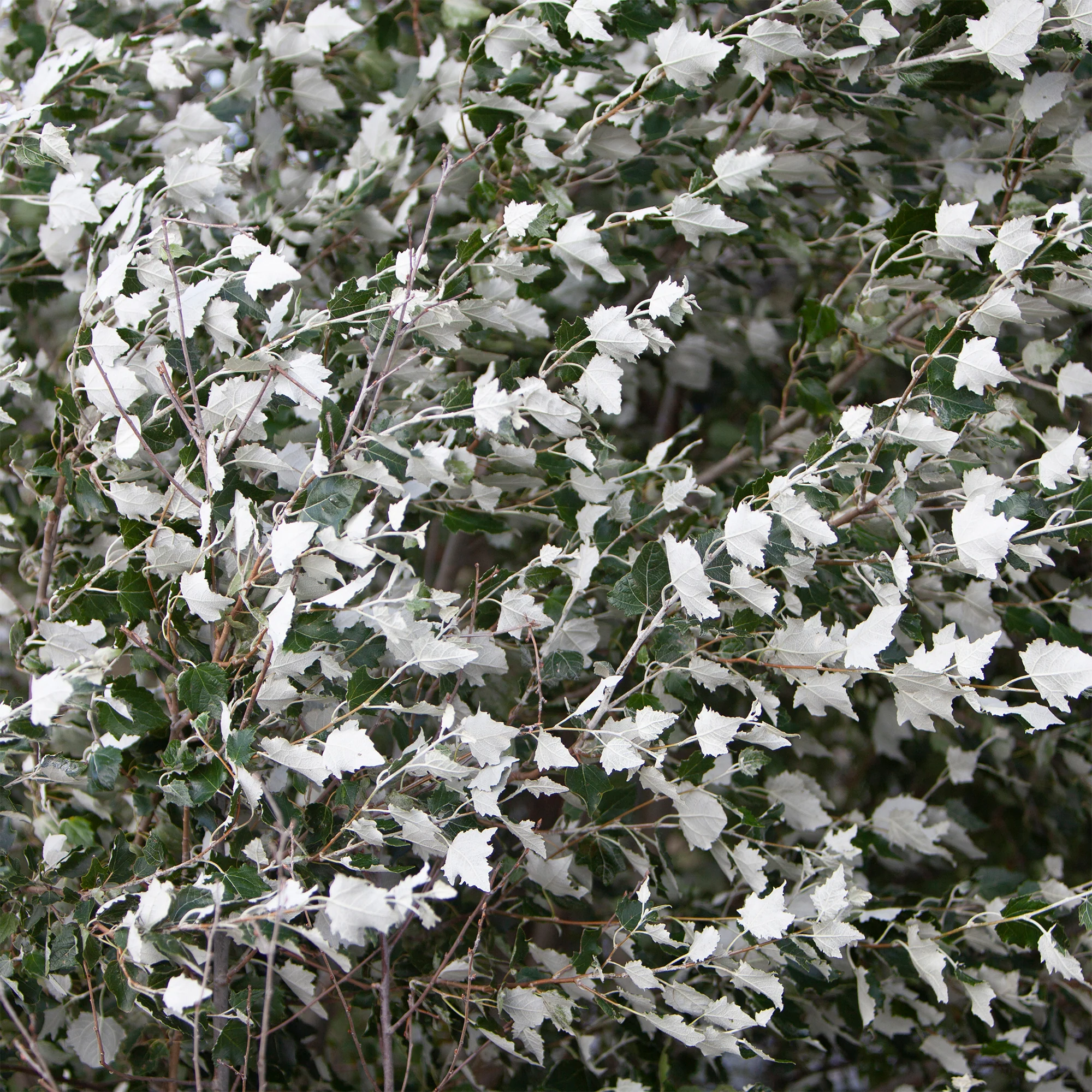 Miniatuur 1