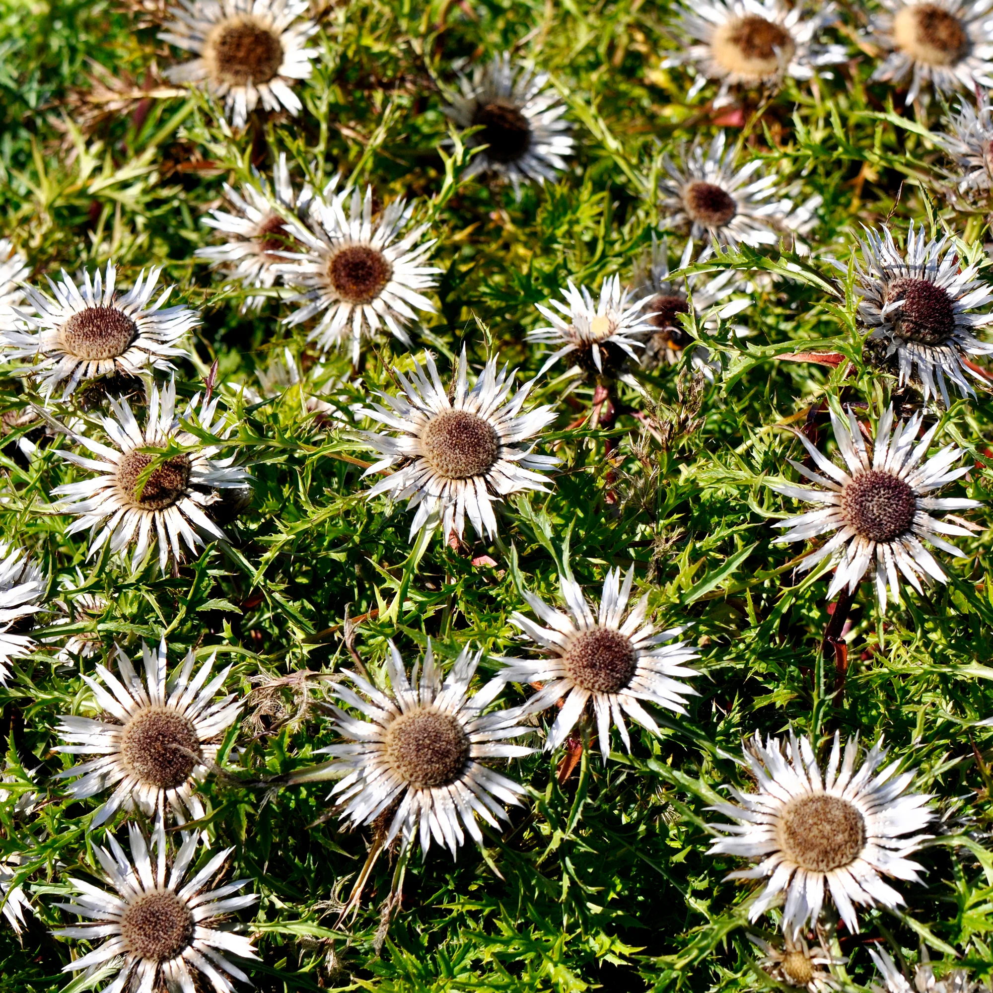 Miniatuur 2
